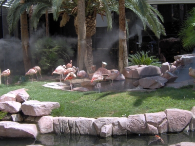 Flamands roses