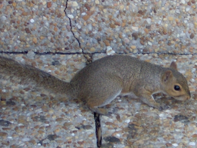 Squirrel