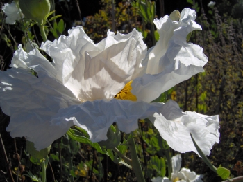 Grosse fleur blanche 1
