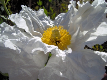 Grosse fleur blanche 2