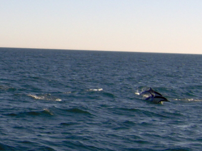 deux dauphins