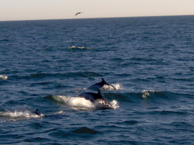 deux autres dauphins