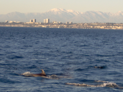 dauphin avec océan, ville, et montagnes enneigées