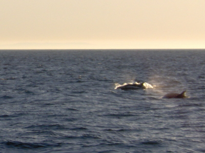 deux grands dauphins
