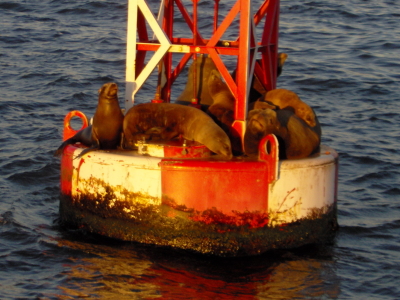 otaries sur bouée