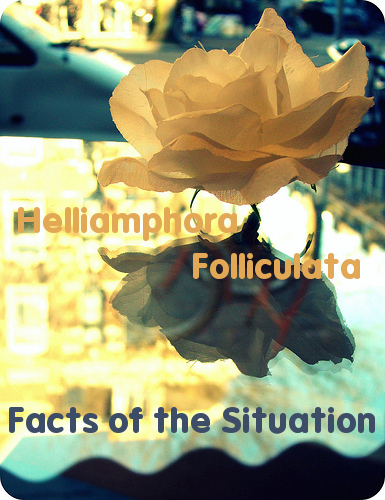 Helliamphora Folliculata, Facts of the Situation