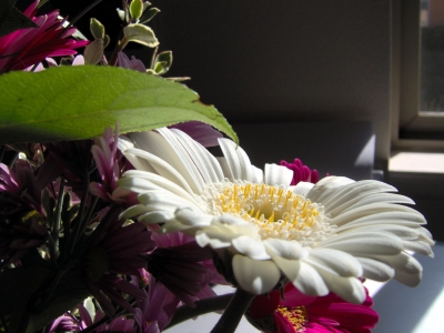Et une fleur blanche