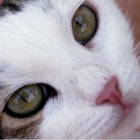 Yeux de chat